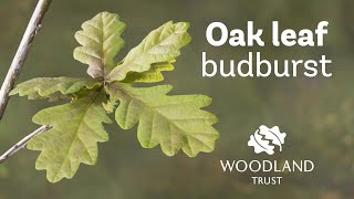 Oak leaf budding Timelapse  Woodland Trust [upl. by Surbeck]