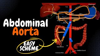 Abdominal Aorta EASY Scheme  Branches  Mnemonics [upl. by Amelia330]