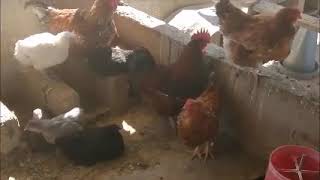 POULTRY FARMING IN BOTSWANA AFRICA  CHICKEN FARMING [upl. by Jonathon694]