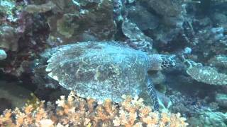 VoliVoli Beach Resort Fiji Ra Divers Diving [upl. by Leibarg]