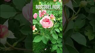 Boscobel rose David Austin [upl. by Esil]