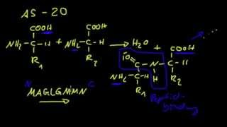 Proteine  1 Aminosäuren und Peptidbindung [upl. by Eitsim882]