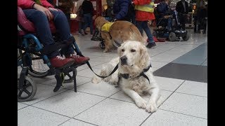 Treue Begleiter Assistenzhunde unterstützen behinderte Menschen [upl. by Micheal350]