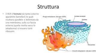 Reticolo endoplasmatico rugoso RER [upl. by Ekram]