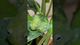 グミガエルの面白い雑学 動物 雑学 解説 [upl. by Nosyrb]