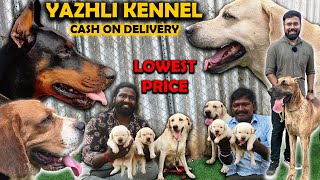 Biggest Dog Kennel தமிழ் All Breed Puppies for Sale  Cash on Delivery Available [upl. by Rasure]