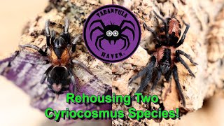 Rehousing Two Cyriocosmus Species [upl. by Romeo]