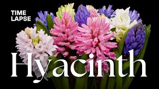 Timelapse Watch Hyacinth Flowers Bloom  Spring Flowering Bulbs [upl. by Elbertina]