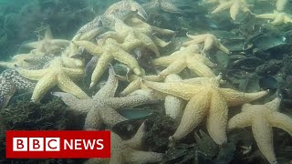 Starfishes removed to save endangered species in Australia  BBC News [upl. by Stern]