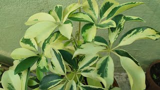 Umbrella Plant Care at Home [upl. by Purvis]