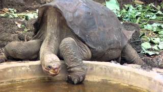 Museum Helps Preserve Iconic Tortoise Lonesome George [upl. by Bruis337]