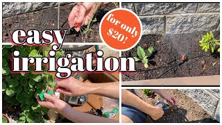 Garden Irrigation Made Easy DIY Drip and Spray System [upl. by Jezabel560]