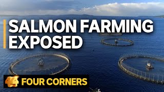 Salmon farming exposed Does the industry’s ‘green image’ stack up  Four Corners [upl. by Joashus]