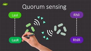 Decoding Quorum Sensing in Pseudomonas aeruginosa  Basic Science Series [upl. by Sherburn]