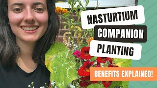 Companion Planting With Nasturtiums To Deter Garden Pests [upl. by Erusaert]