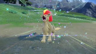 Shiny Litleo  Shiny Pyroar Evolution  Pokemon Scarlet And Violet [upl. by Nolur887]