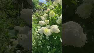 Hydrangea Flowers 🍿garden [upl. by Danaher562]