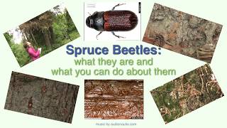 Spruce Beetles What They Are and What To Do About Them [upl. by Elleb754]