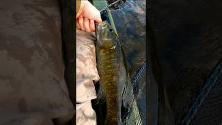 Mousing for PA Smallmouth flyfishing fishing smallmouthbass [upl. by Anav]