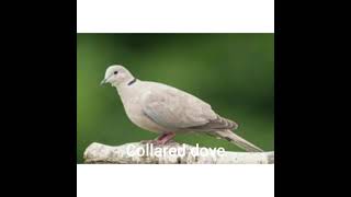 Top 10 types of dove bird [upl. by Debbee672]