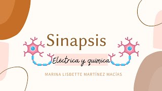 Sinapsis química y eléctrica 🔬 [upl. by Radburn278]