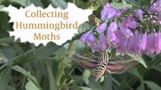 Collecting Hummingbird Moths [upl. by Zetneuq744]