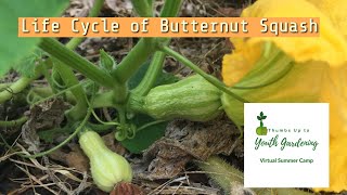 Life Cycle of Butternut Squash  EBLLC Inc [upl. by Etterraj]