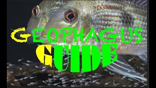 Geophagus  Guide to Amazonian Eartheaters  nearly all Geophagus species [upl. by Atirat]