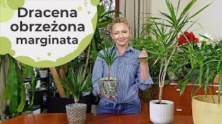 Dracena obrzeżona marginata  zasady uprawy Jak odmłodzić starszy okaz Przesadzanie i pielęgnacja [upl. by Sollows]