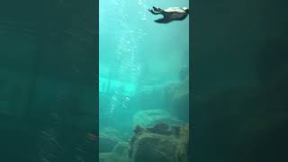 A puffin swimming underwater at the Alaska Sea Life Center [upl. by Midge]