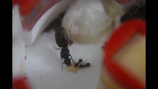 Lasius Niger 3 Queen  Week 4 [upl. by Iey376]