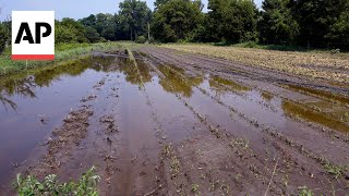 Vermont farms are still recovering from last years floods extreme weather [upl. by Ammeg41]