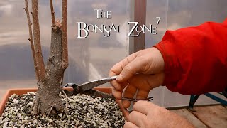 My Ginkgo Bonsai Update The Bonsai Zone April 2020 [upl. by Emelen]