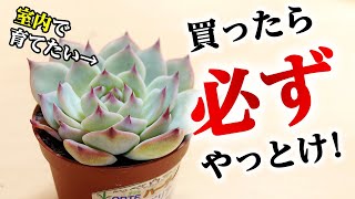 多肉植物の室内栽培は、これで成功率が上がります【エケベリア・チワワエンシス】 [upl. by Undis]