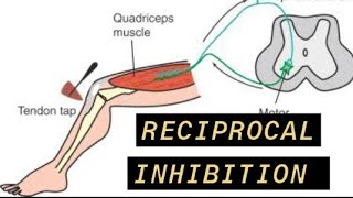 Reciprocal Inhibition [upl. by Durno355]