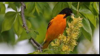 Baltimore oriole  Icterus galbula [upl. by Beaudoin]