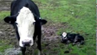 Angry Cow protecting newborn calf [upl. by Lienhard]