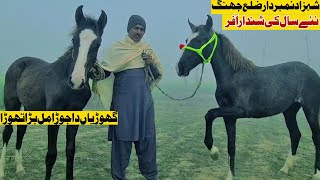 Horse Farming In Pakistan  Nazay Baz Nukray Dansar Horse In Pakistan Horse Club In Pakistan Punjab [upl. by Trstram137]