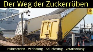 Der Weg der Zuckerrüben vom Feld bis zur Verarbeitung  Zuckerherstellung  Nordzucker Uelzen [upl. by Rorke]