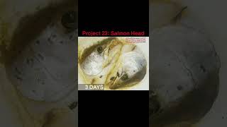 Timelapse Filming Salmon Head Rot Process연어 머리 부패 과정 쇼츠 [upl. by Mauceri]