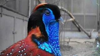 Temmincks tragopan courtship display  Antwerp Zoo [upl. by Blount]