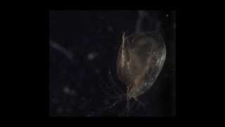 Daphnia under a microscope [upl. by Ihcur]