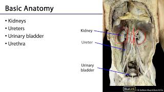 nephron structure And Functions  Class 12 Biology [upl. by Mowbray]