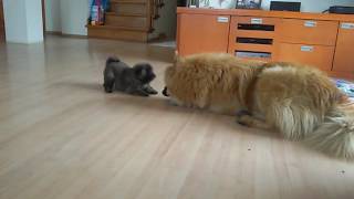 Eurasier puppy [upl. by Tdnarb]