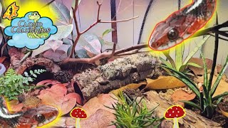 How To Setup a Bioactive Enclosure for California Red Sided Garter Snakes My Snake Collection 2022 [upl. by Tnomal]