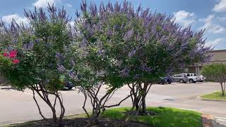 Best Plants Series  Vitex Tree [upl. by Sitof874]