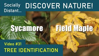 How to identify UK trees Sycamore and Field Maple [upl. by Assetnoc]