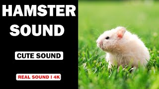 Real Hamster Sounds  High Quality  Cute Hamster Sound Experience  4K [upl. by Atinod590]