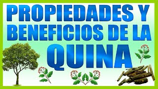 Propiedades y Beneficios Quina [upl. by Jacki]