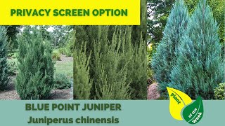 Blue Point Juniper  Juniperus chinensis  Evergreen Conifer [upl. by Iaj]